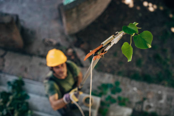 Trusted Anderson, IN Tree Services Experts